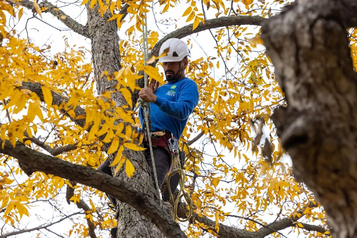 Skilled Tree Trimming crew working in Apollo